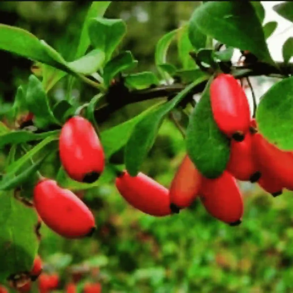 Granular berberine